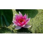 NYMPHAEA 'Unknown Warrior' NYMPHAEA 'Unknown Warrior'