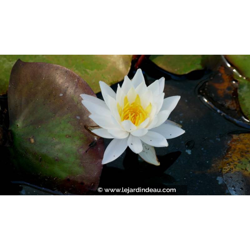 NYMPHAEA 'Tuberosa Richardsonii'