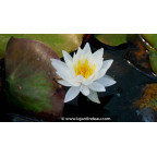 NYMPHAEA 'Tuberosa Richardsonii'