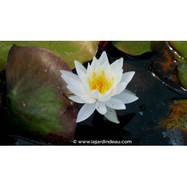 NYMPHAEA \'Tuberosa Richardsonii\'