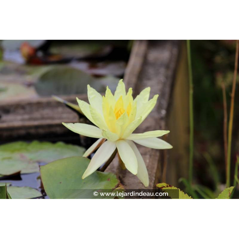 NYMPHAEA 'Sunrise' NYMPHAEA 'Sunrise'
