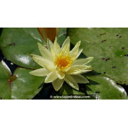 NYMPHAEA 'Sunrise' NYMPHAEA 'Sunrise'