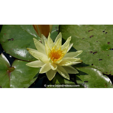 NYMPHAEA \'Sunrise\'