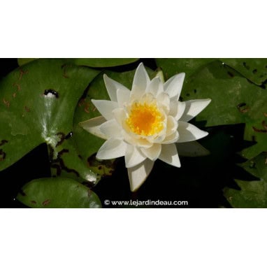 NYMPHAEA tetragona