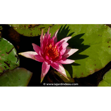 NYMPHAEA \'Red Spider\'