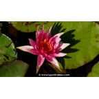 NYMPHAEA 'Red Spider' NYMPHAEA 'Red Spider'