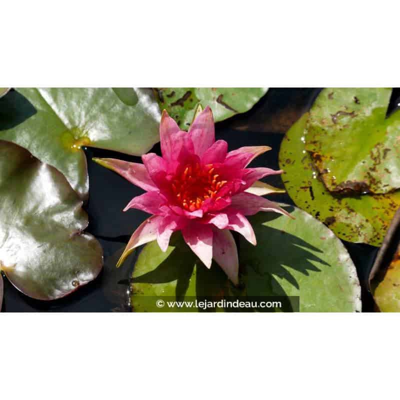 NYMPHAEA 'Red Spider' NYMPHAEA 'Red Spider'