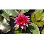 NYMPHAEA 'Red Spider' NYMPHAEA 'Red Spider'