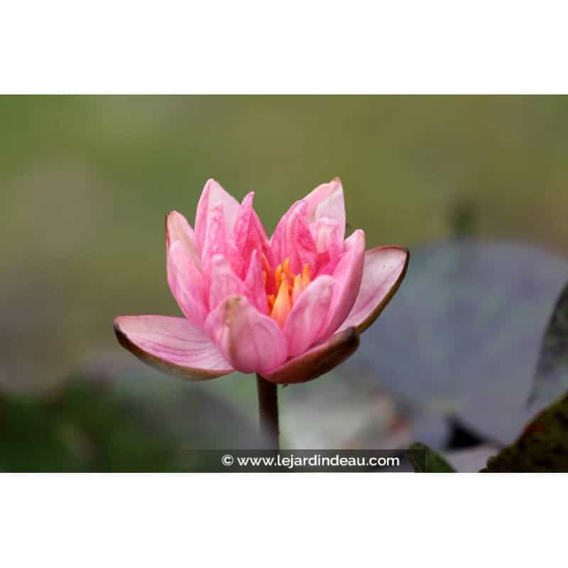 NYMPHAEA 'Berit Strawn' NYMPHAEA 'Berit Strawn'