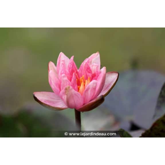 NYMPHAEA 'Berit Strawn'
