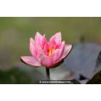 NYMPHAEA 'Berit Strawn' NYMPHAEA 'Berit Strawn'