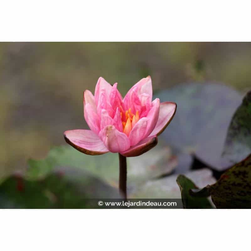 NYMPHAEA 'Berit Strawn' NYMPHAEA 'Berit Strawn'