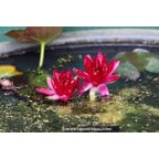 NYMPHAEA 'Perry's Red Glow'