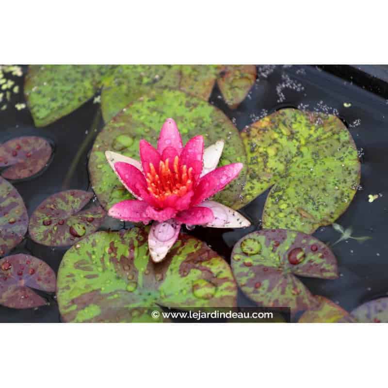 NYMPHAEA 'Phoebus'
