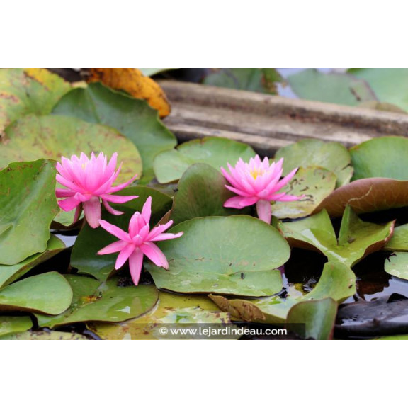 NYMPHAEA 'Princess Elisabeth'