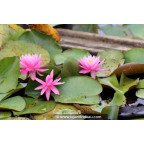 NYMPHAEA 'Princess Elisabeth'
