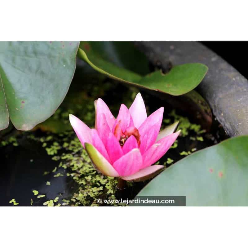 NYMPHAEA 'Unknown Warrior' NYMPHAEA 'Unknown Warrior'