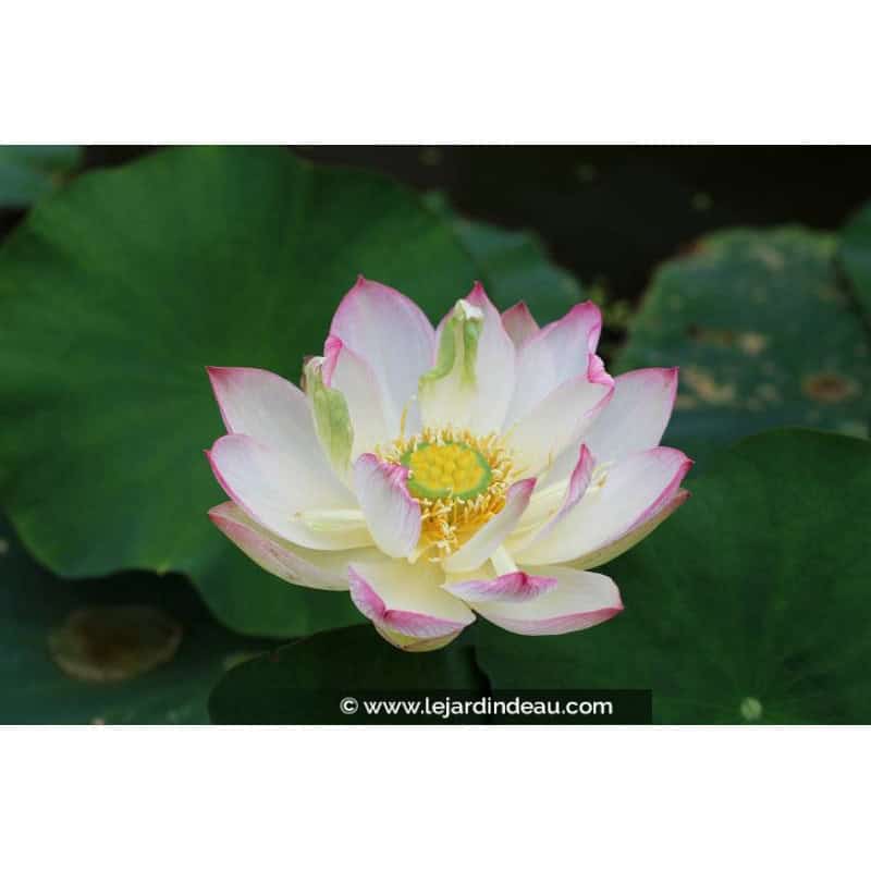 NELUMBO 'Cranberry Kiss' NELUMBO 'Cranberry Kiss'