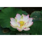 NELUMBO 'Cranberry Kiss' NELUMBO 'Cranberry Kiss'