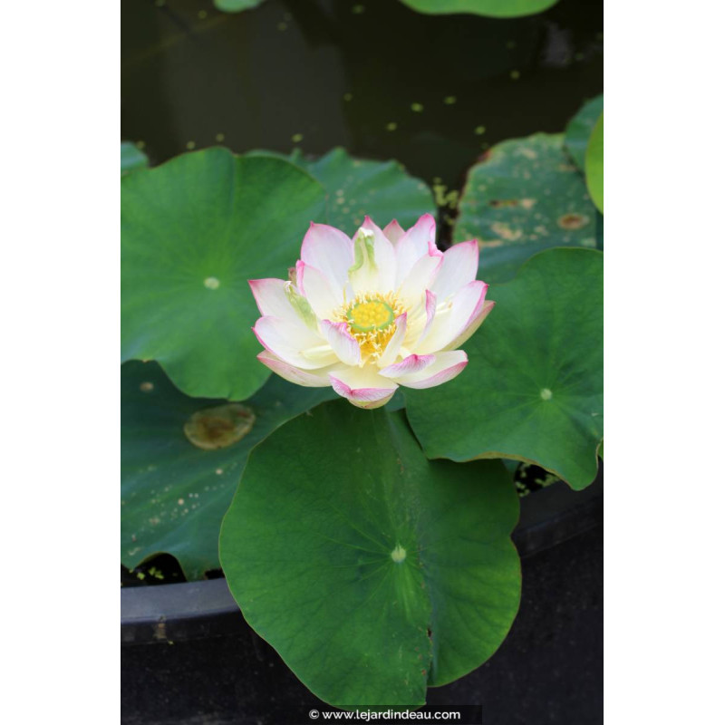 NELUMBO 'Cranberry Kiss' NELUMBO 'Cranberry Kiss'