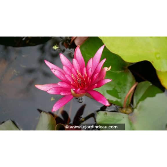 NYMPHAEA 'Hidden Violet' - &Eacute;t&eacute;