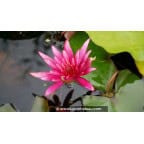 NYMPHAEA 'Hidden Violet' - &Eacute;t&eacute;