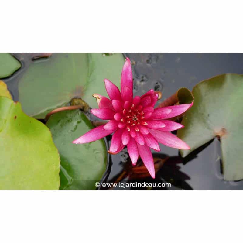 NYMPHAEA 'Hidden Violet' - &Eacute;t&eacute;