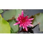 NYMPHAEA 'Hidden Violet' - &Eacute;t&eacute;