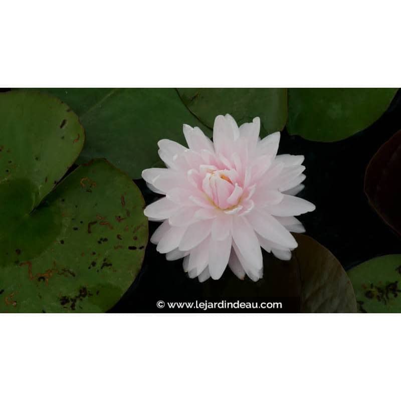 NYMPHAEA 'Gloire du Temple Sur Lot' - Été NYMPHAEA 'Gloire du Temple Sur Lot' - Été
