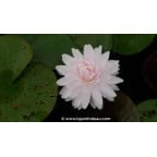 NYMPHAEA 'Gloire du Temple Sur Lot' - Été NYMPHAEA 'Gloire du Temple Sur Lot' - Été