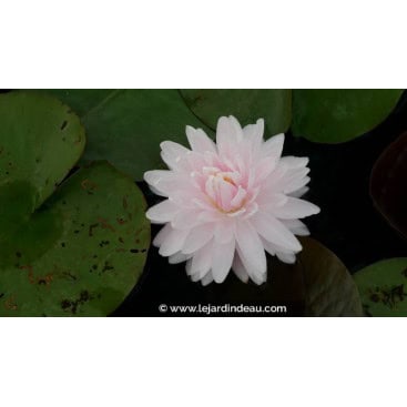 NYMPHAEA \'Gloire du Temple Sur Lot\'