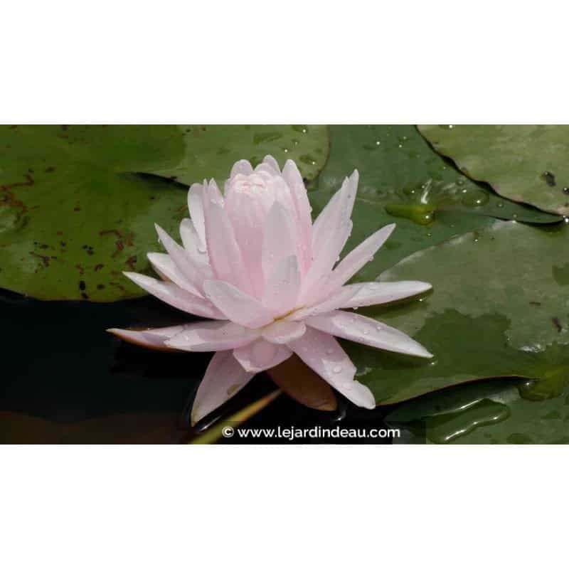 NYMPHAEA 'Gloire du Temple Sur Lot' - Été NYMPHAEA 'Gloire du Temple Sur Lot' - Été