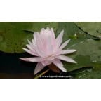 NYMPHAEA 'Gloire du Temple Sur Lot' - Été NYMPHAEA 'Gloire du Temple Sur Lot' - Été