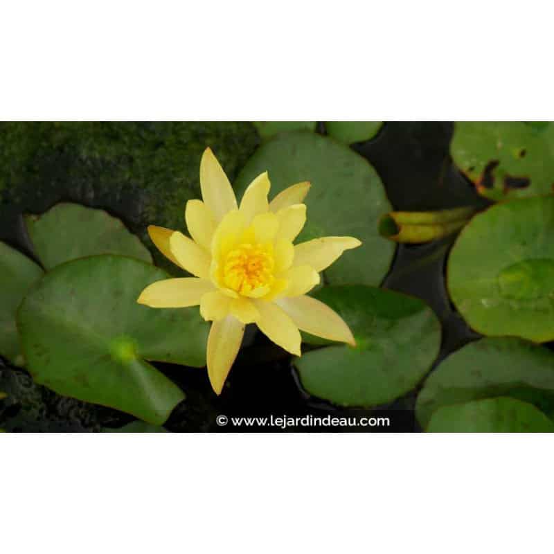 NYMPHAEA mexicana - Été NYMPHAEA mexicana - Été