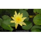 NYMPHAEA mexicana - Été NYMPHAEA mexicana - Été