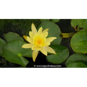 NYMPHAEA mexicana