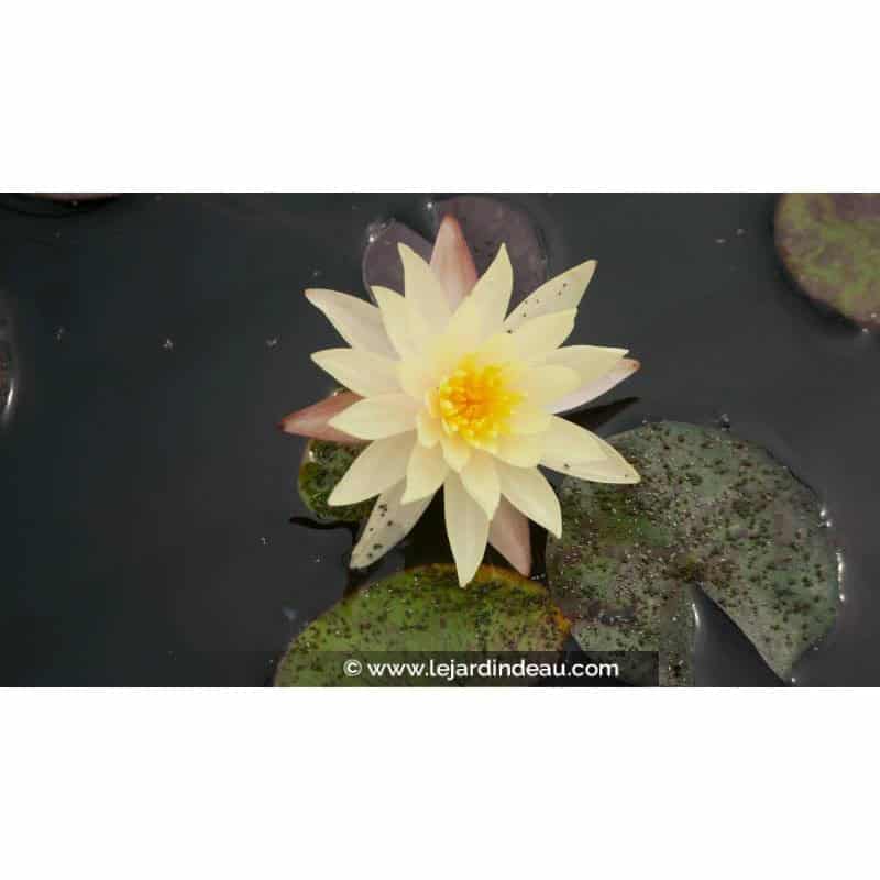 NYMPHAEA 'Odorata Sulphurea' - &Eacute;t&eacute;