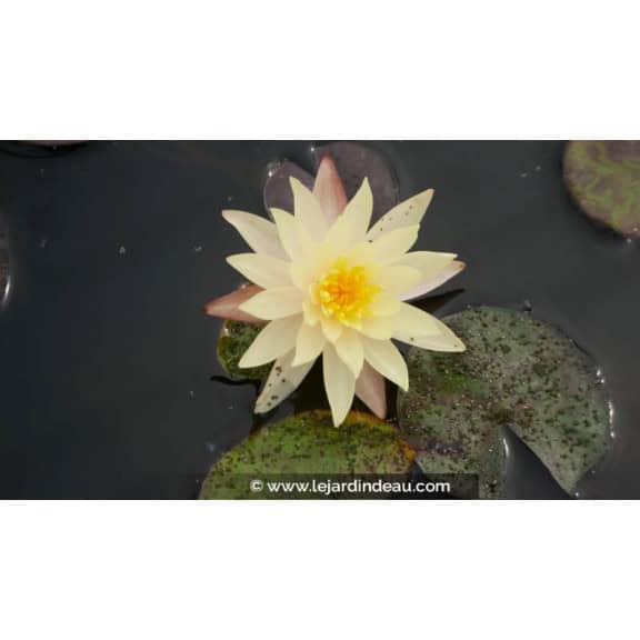 NYMPHAEA 'Odorata Sulphurea' - &Eacute;t&eacute;