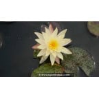 NYMPHAEA 'Odorata Sulphurea' - &Eacute;t&eacute;