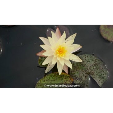 NYMPHAEA \'Odorata Sulphurea\'