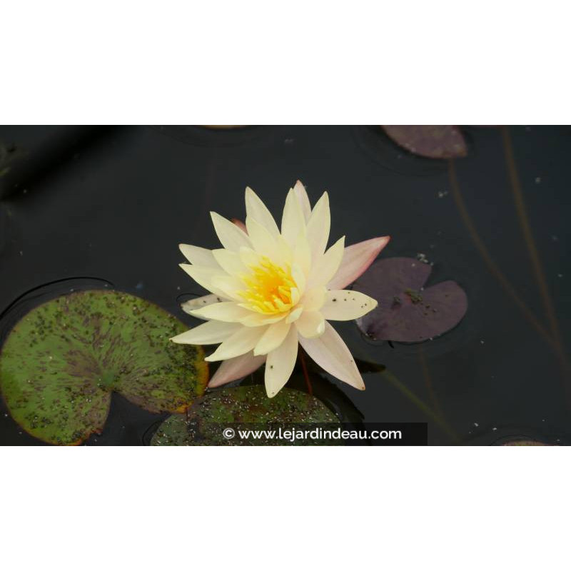 NYMPHAEA 'Odorata Sulphurea' - &Eacute;t&eacute;