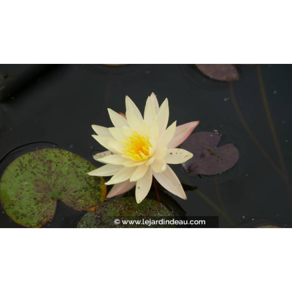 NYMPHAEA 'Odorata Sulphurea' - &Eacute;t&eacute;