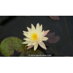 NYMPHAEA 'Odorata Sulphurea' - &Eacute;t&eacute;