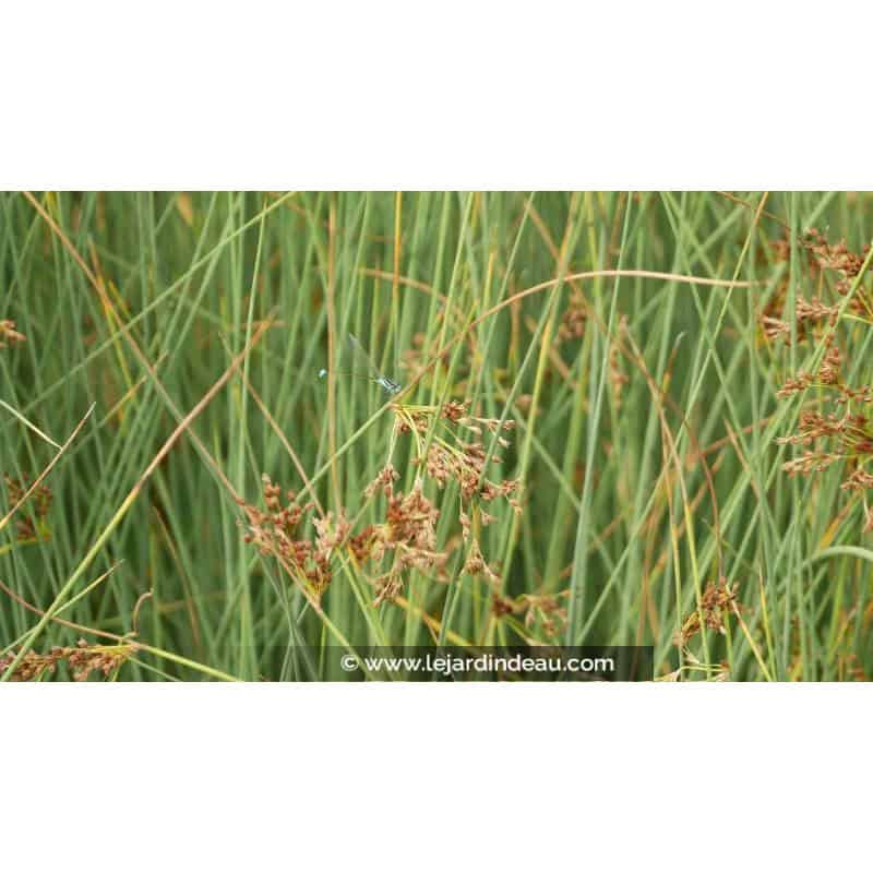 JUNCUS inflexus 'Glaucus' - Été JUNCUS inflexus 'Glaucus' - Été