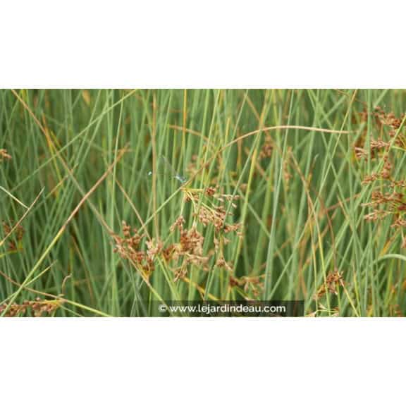 JUNCUS inflexus 'Glaucus' - &Eacute;t&eacute;