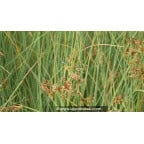 JUNCUS inflexus 'Glaucus' - Été JUNCUS inflexus 'Glaucus' - Été