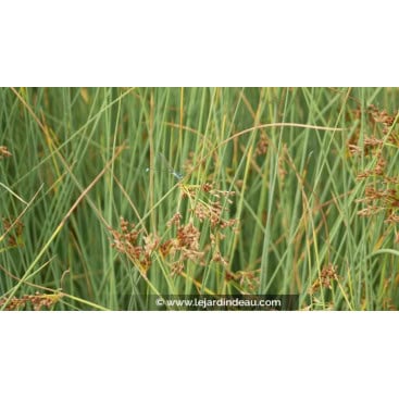 JUNCUS inflexus \'Glaucus\'