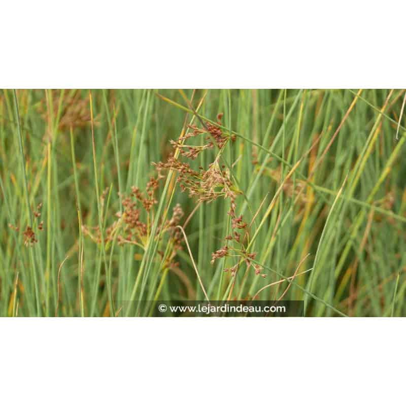 JUNCUS inflexus 'Glaucus' - Été JUNCUS inflexus 'Glaucus' - Été
