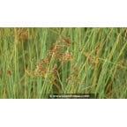 JUNCUS inflexus 'Glaucus' - Été JUNCUS inflexus 'Glaucus' - Été