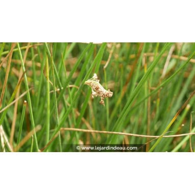 JUNCUS effusus - Jonc commun /  Jonc &eacute;pars /  Soft Rush